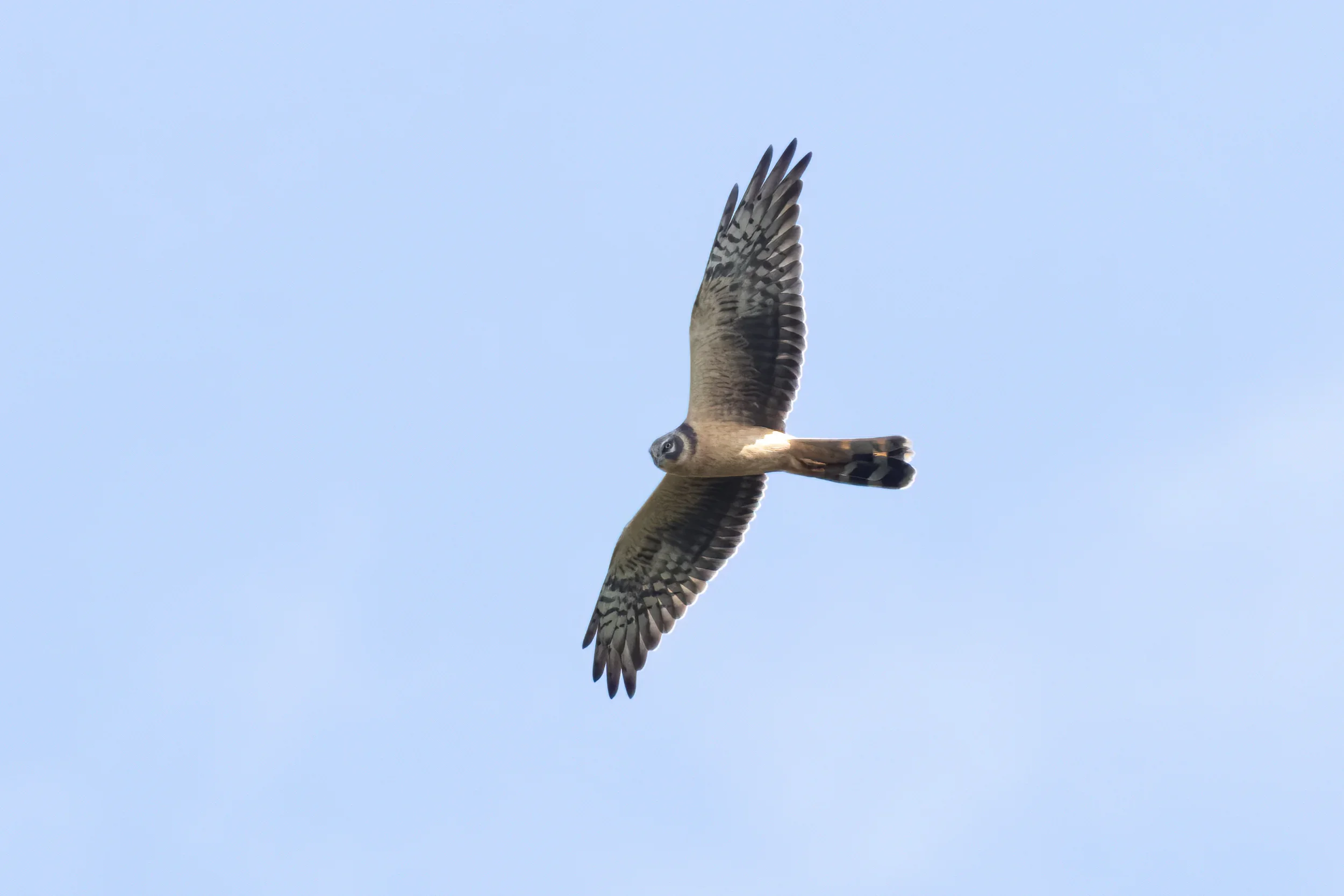 Unrevealed bird identification question.