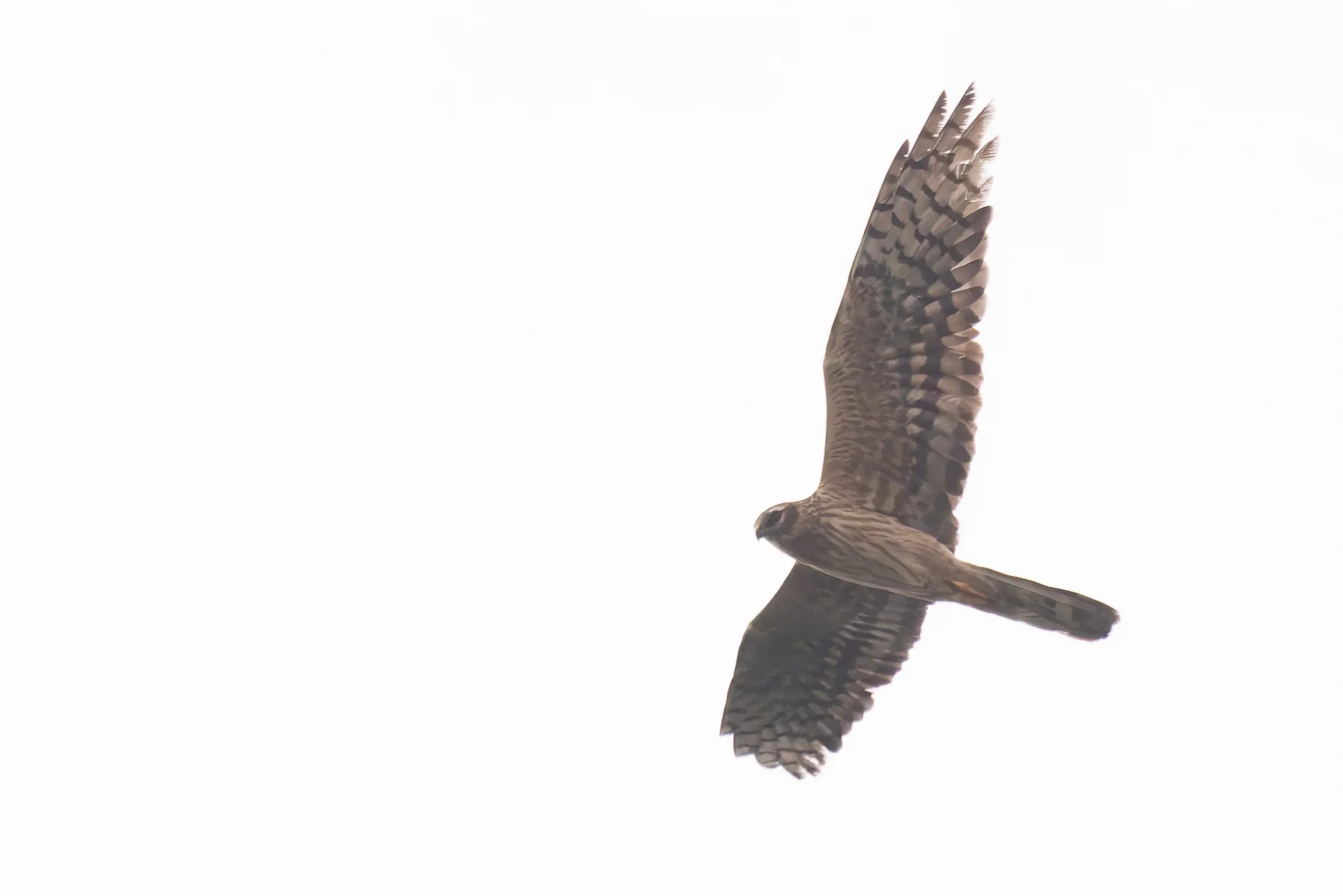 Unrevealed bird identification question.