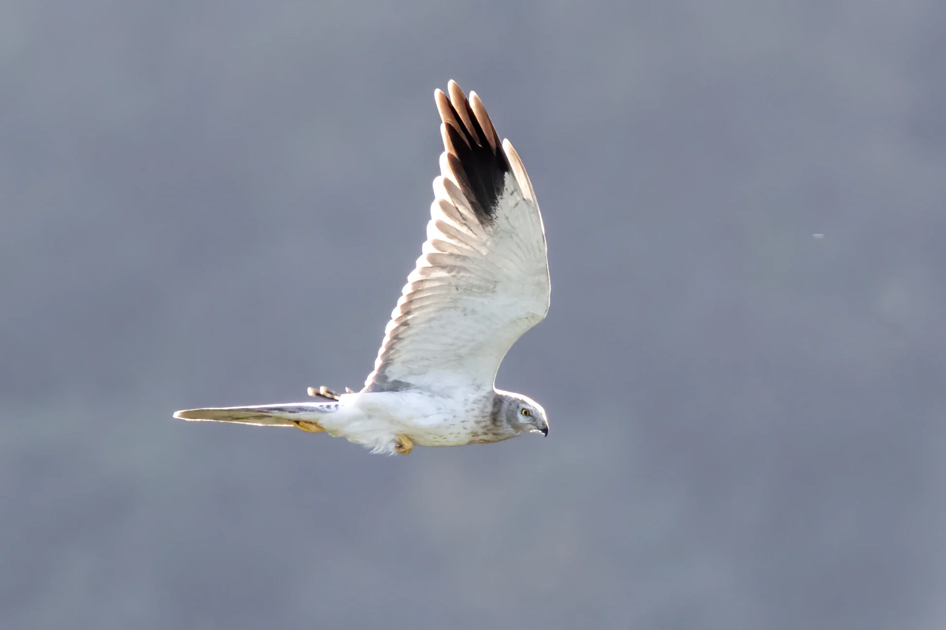 Unrevealed bird identification question.