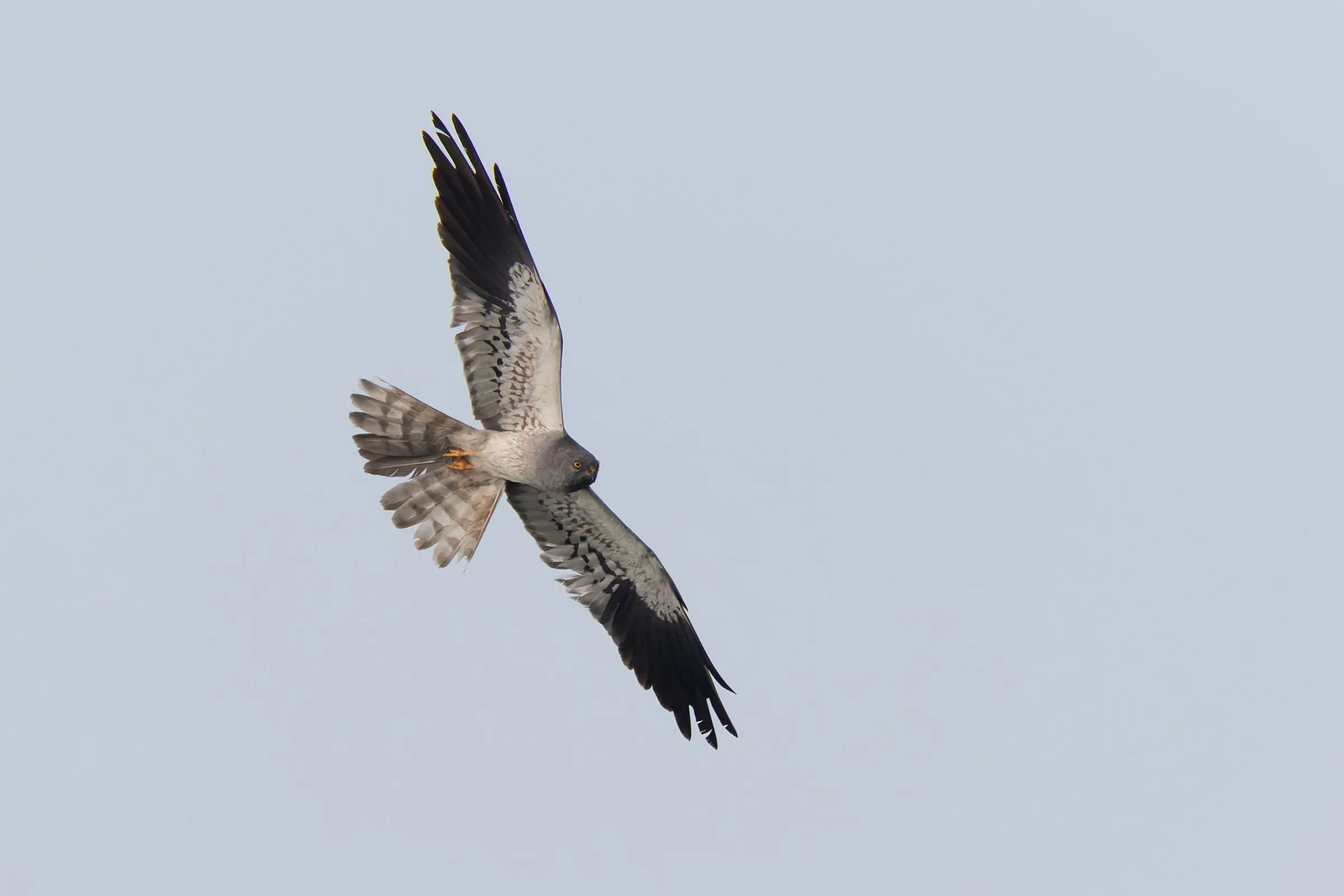 An adult male Montagu's Harrier in flight.