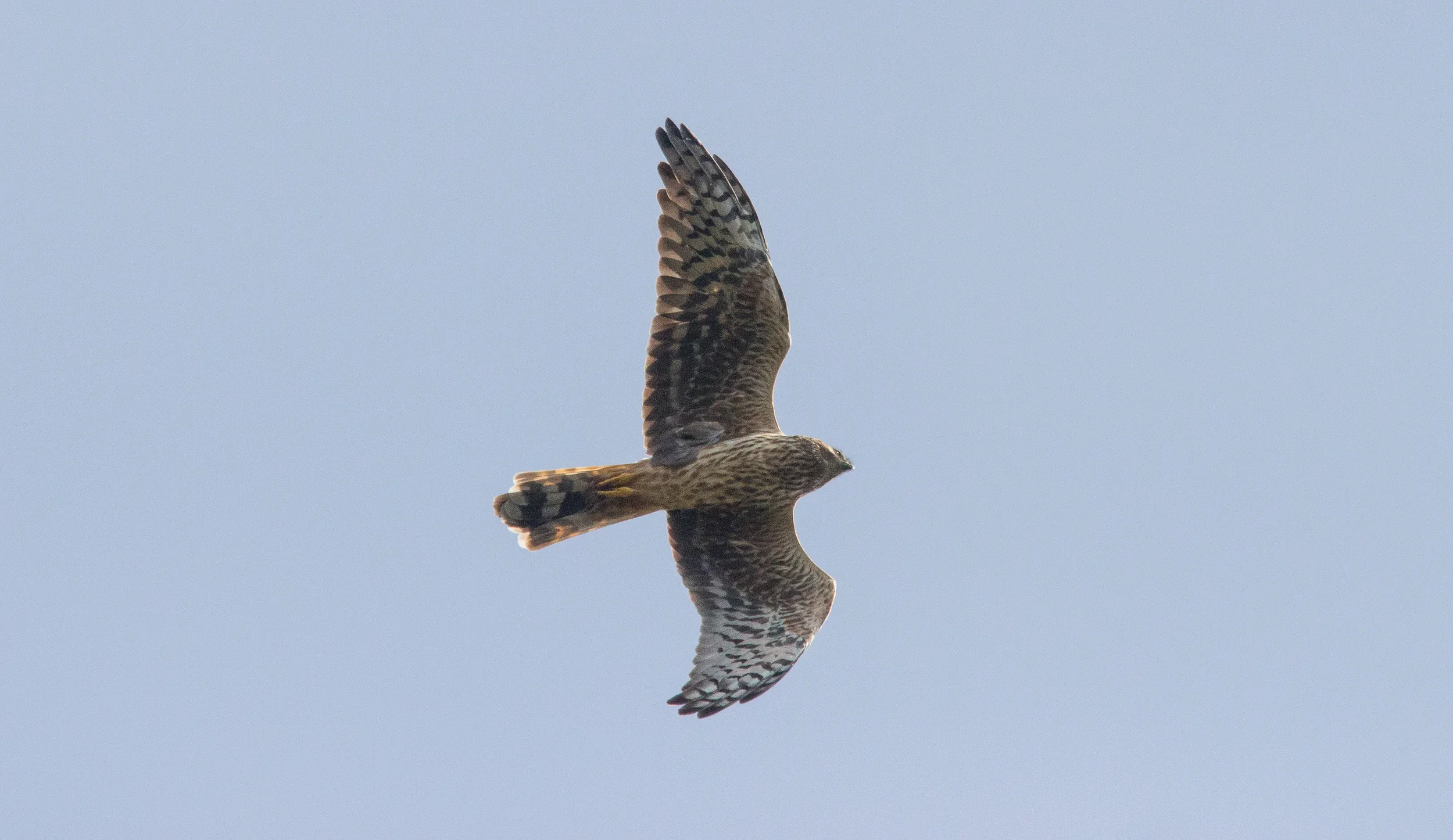 Unrevealed bird identification question.