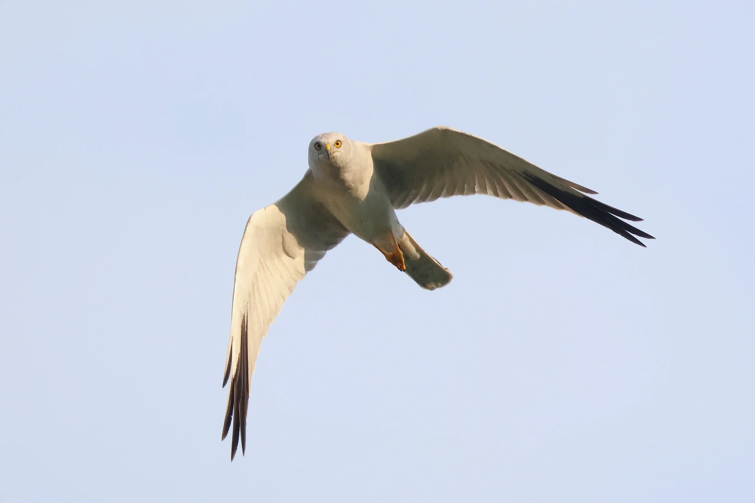 Unrevealed bird identification question.