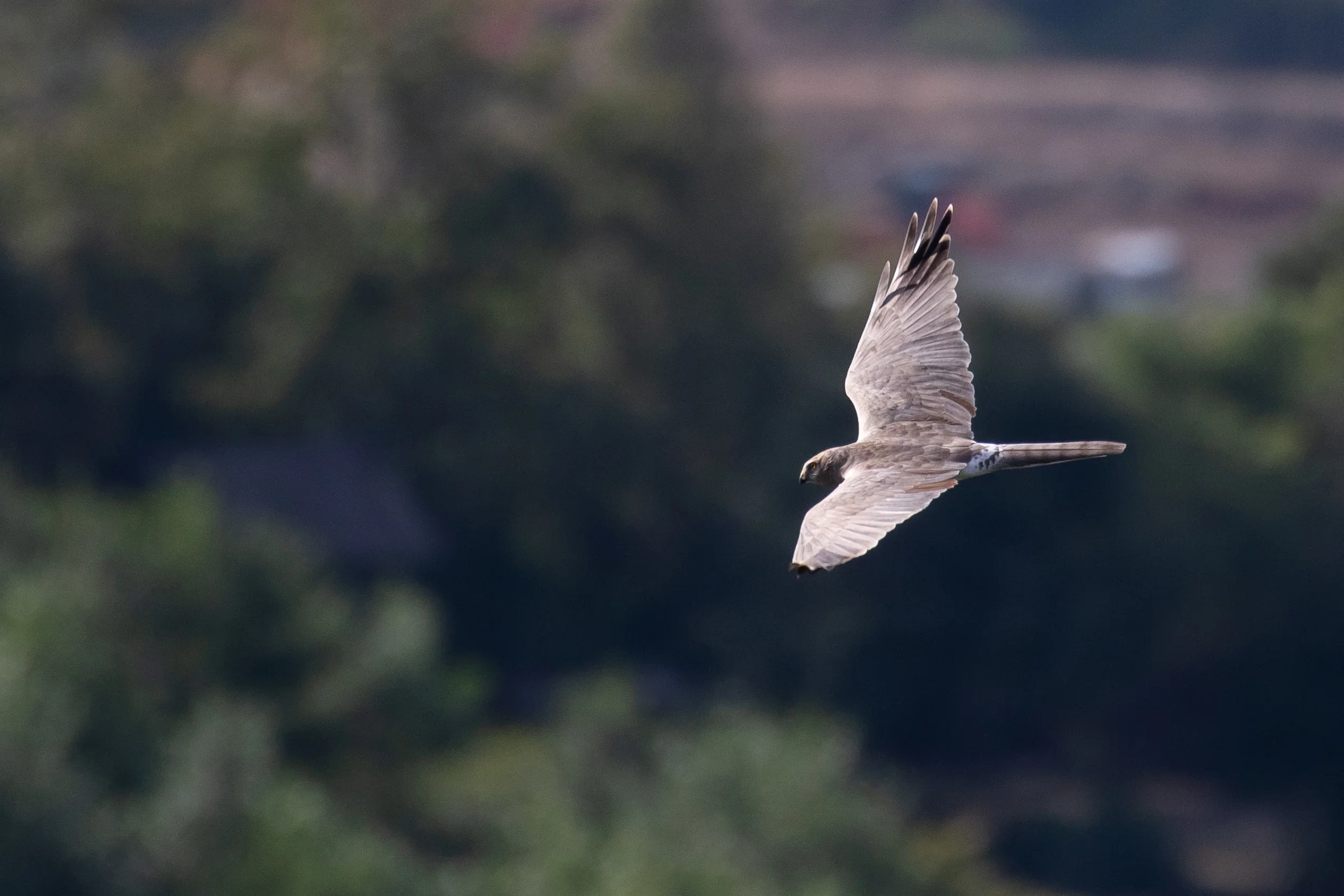 Unrevealed bird identification question.