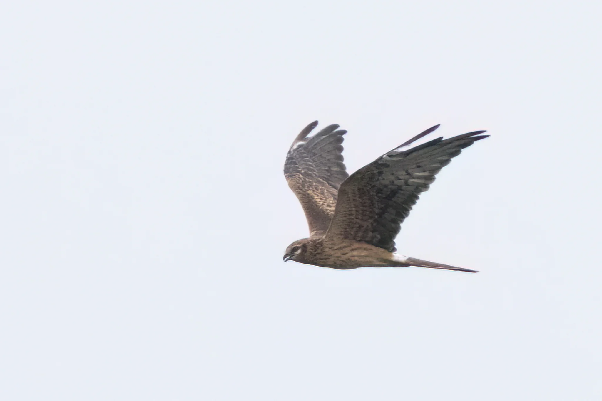 Unrevealed bird identification question.