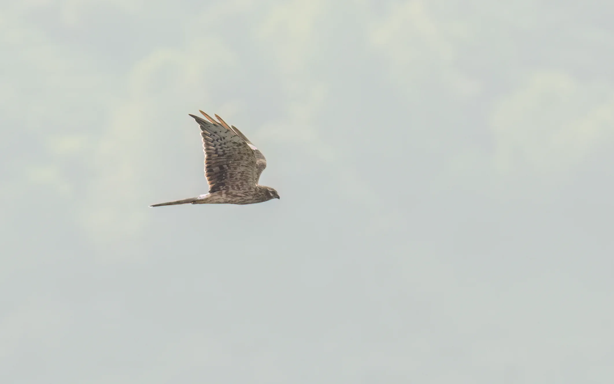 Unrevealed bird identification question.