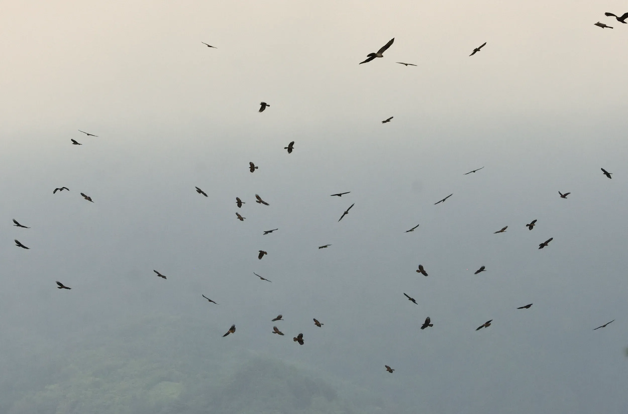 Honey Buzzards circling together against a pale sky.