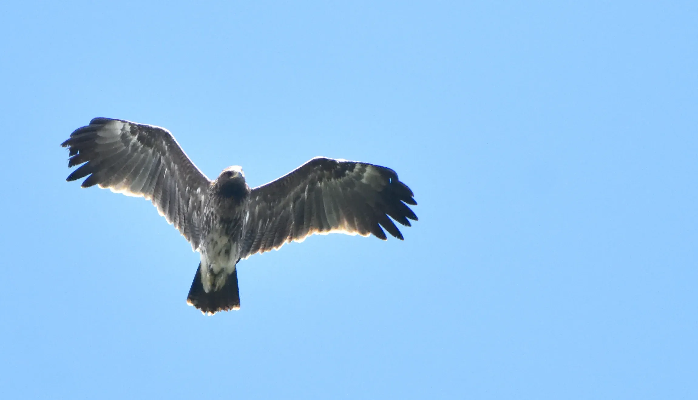 A Greater Spotted Eagle soaring with its broad wings spread against a blue sky.