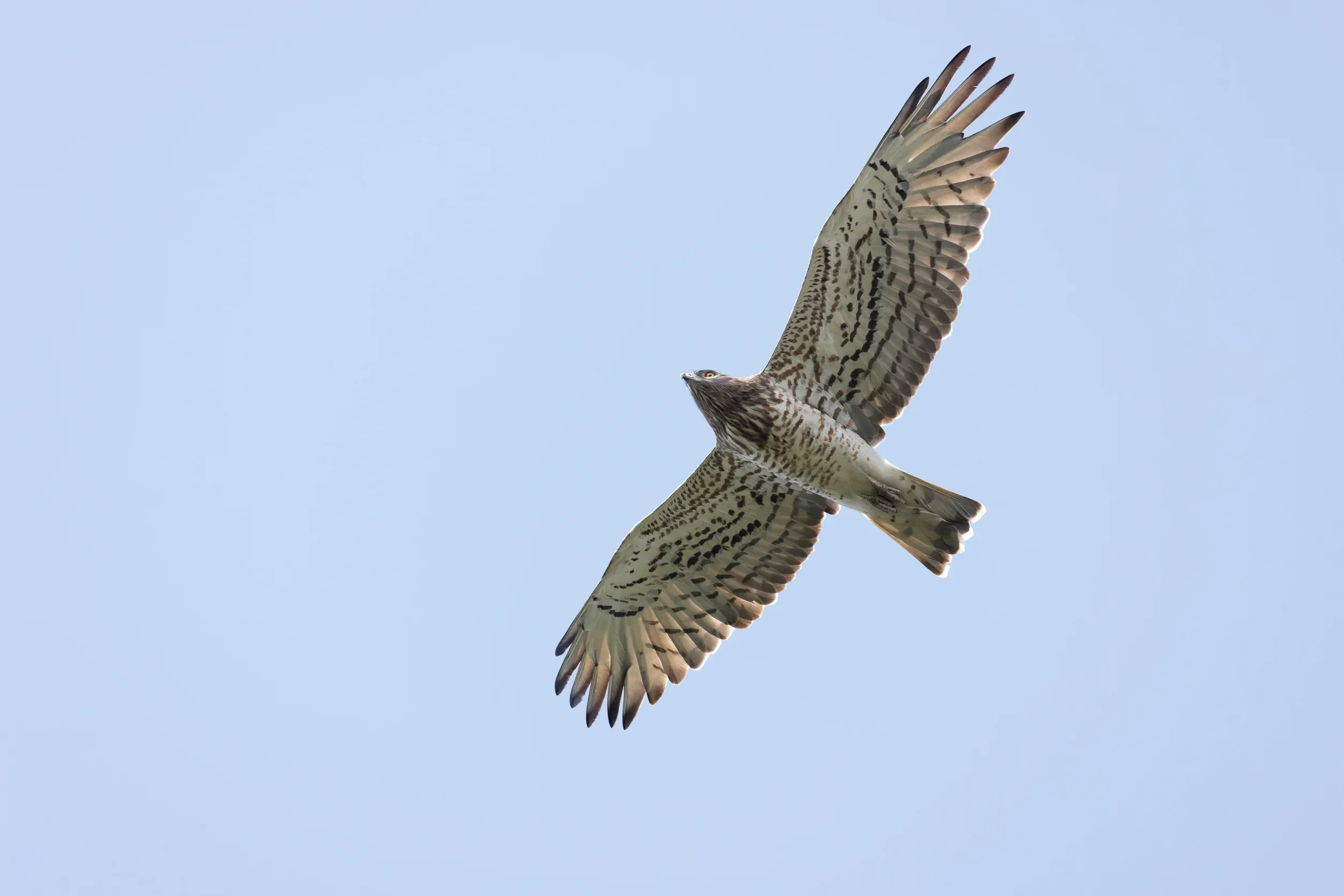 A Short-toed Snake Eagle soaring overhead with its patterned underwings spread.
