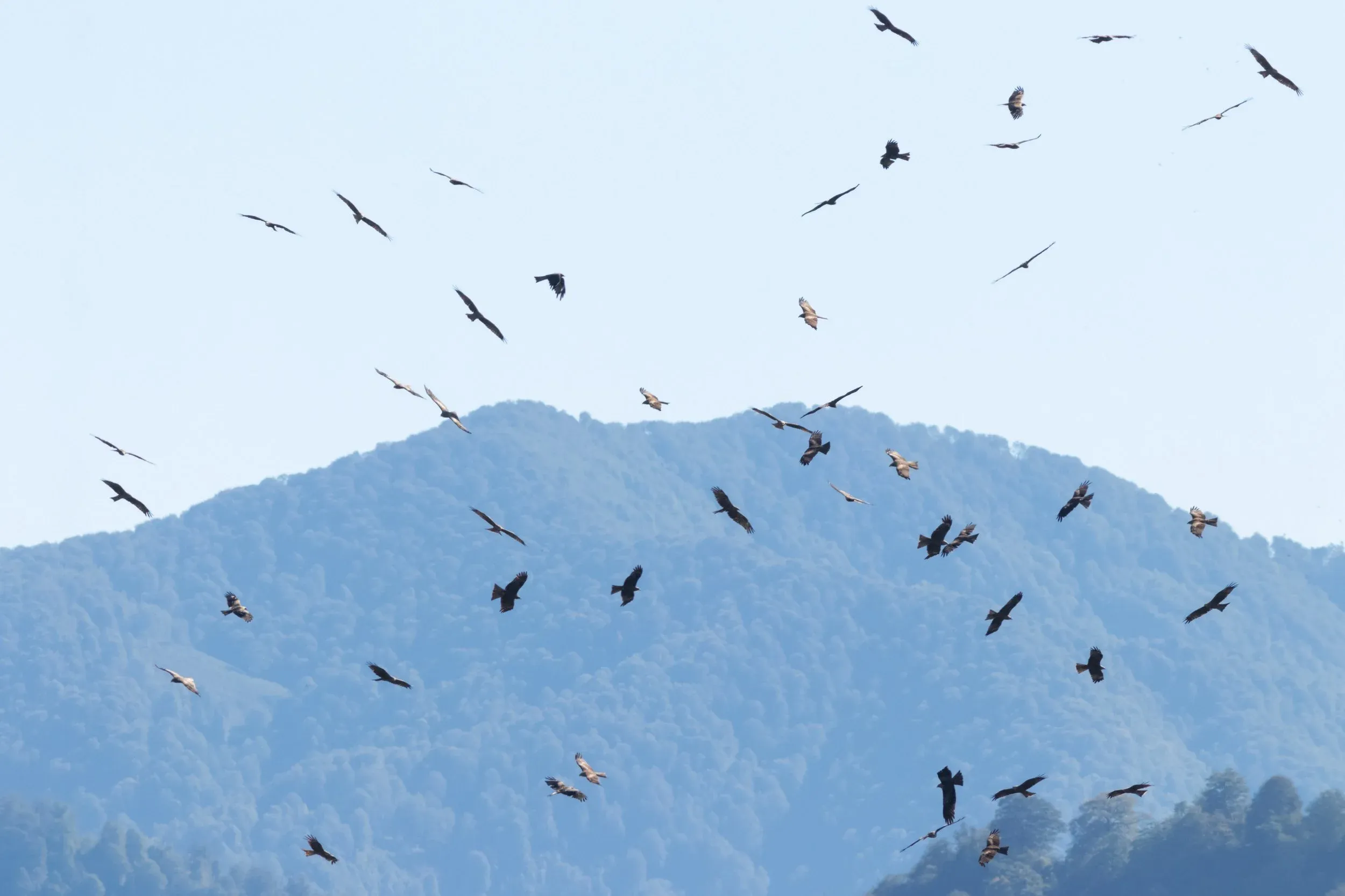A dense flock of migrating Black Kites over the Batumi bottleneck