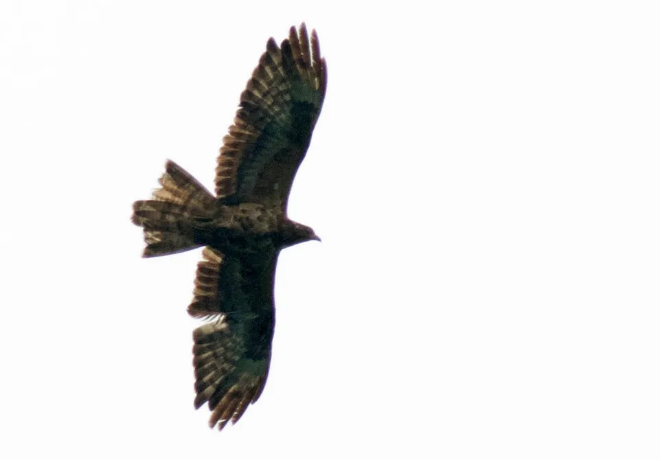 Immature Honey Buzzard, a 2nd calendar year bird photographed in autumn