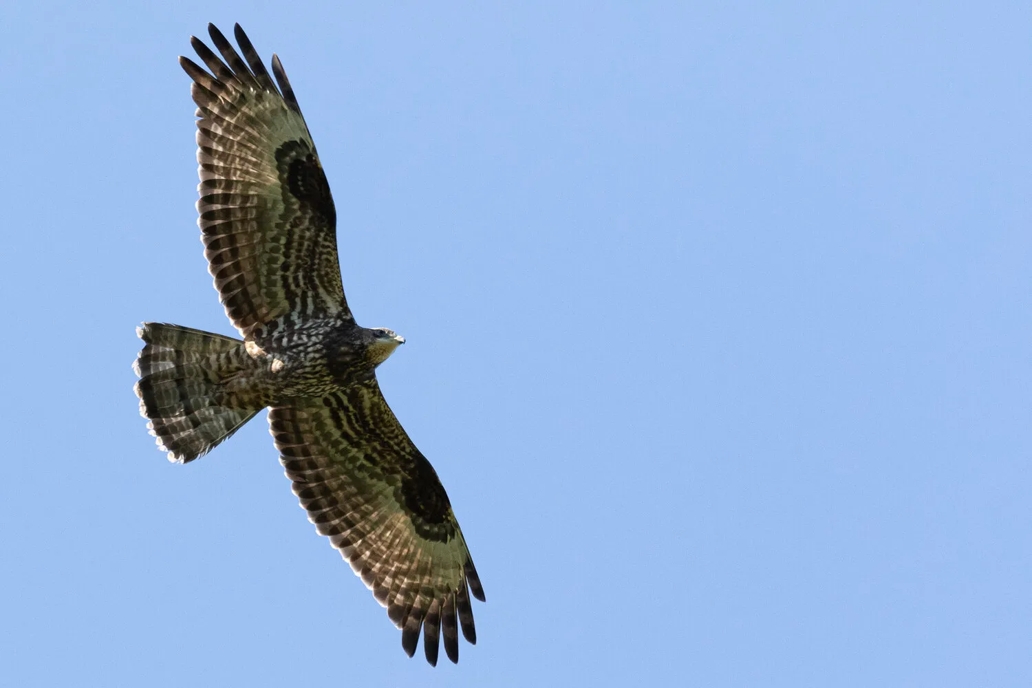 Juvenile Honey Buzzard