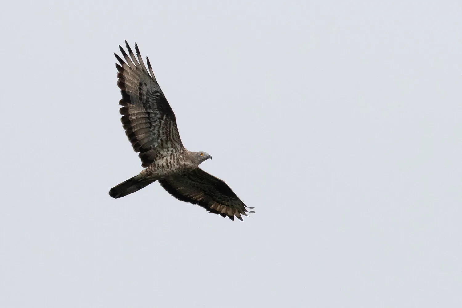 European Honey Buzzard in flight over the Batumi bottleneck
