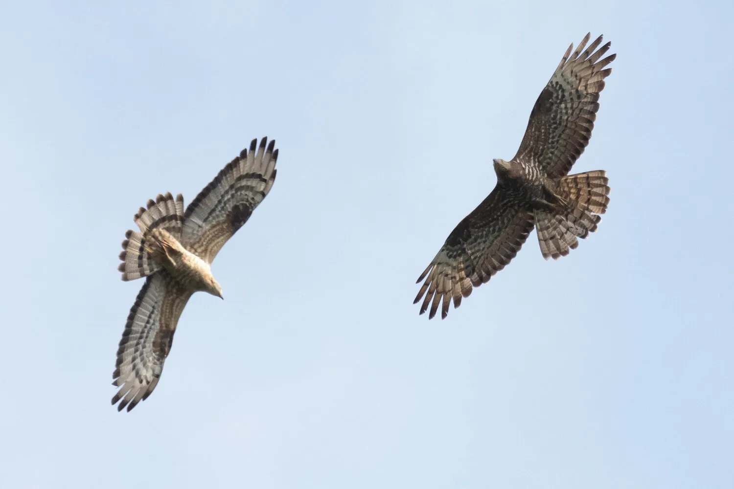 Adult male and female Honey Buzzard