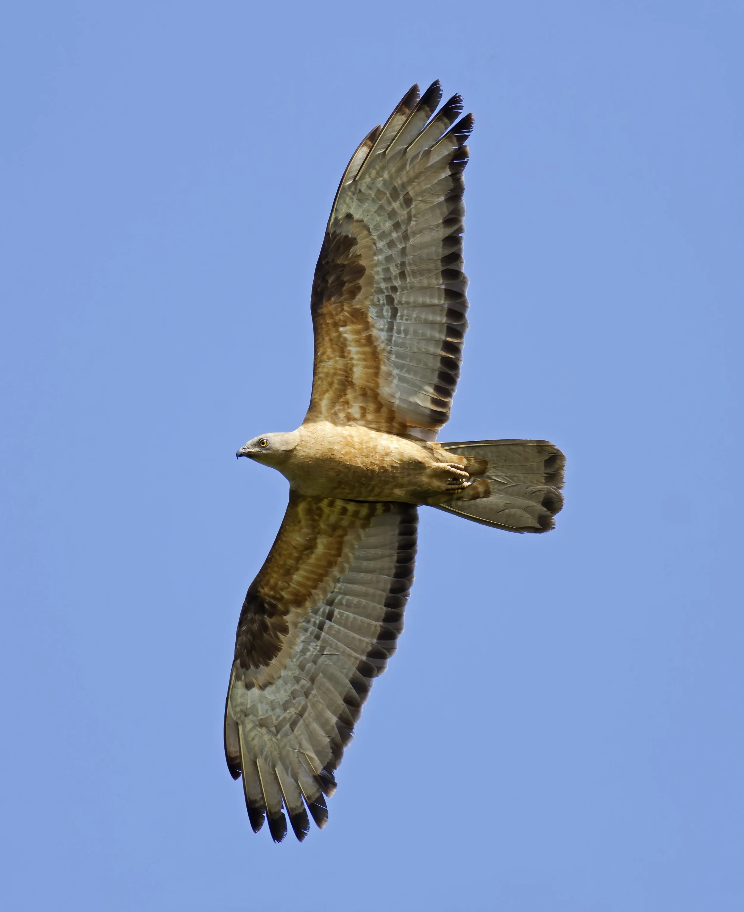 A Honey Buzzard showing one of its many variable plumages